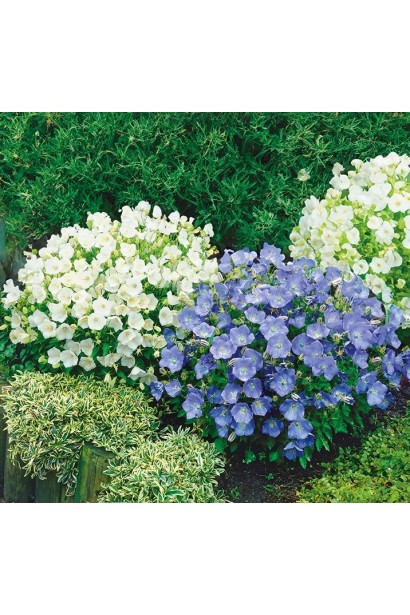 Дзвоники карпатські Міксовані кольори